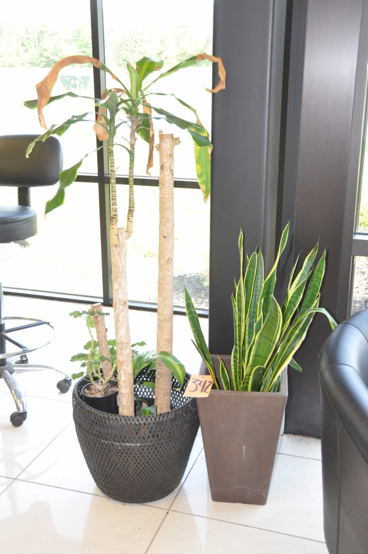 Lot-(2) Plants - MISCELLANEOUS