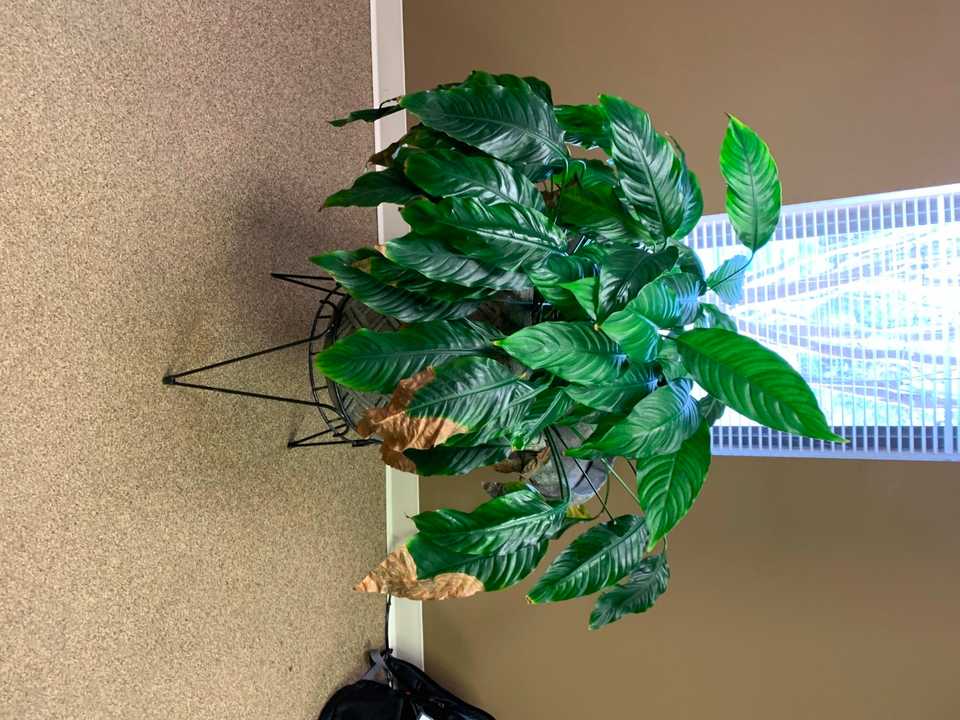 Conference Table, 4 Chairs, Table & Plant ( All other contents not included ) - PLANT & FACILITY